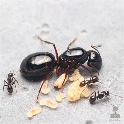 黑螞蟻出現原因 ives發音